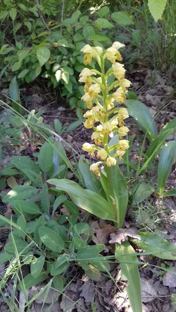 Orchis punctulata