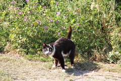 Elaphe quatuorlineata