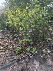 Reynoutria japonica