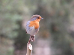 Erithacus rubecula
