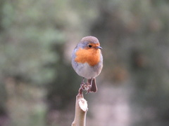Erithacus rubecula