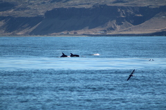 Lagenorhynchus albirostris