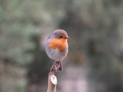 Erithacus rubecula