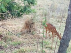 Tragelaphus angasii