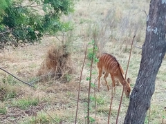 Tragelaphus angasii