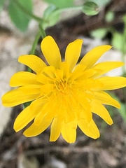 Krigia dandelion