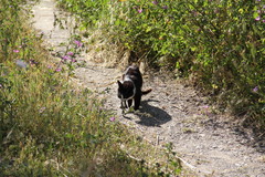 Elaphe quatuorlineata