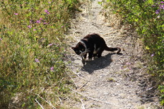 Elaphe quatuorlineata