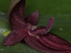 Pleurothallis ascera