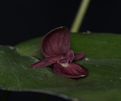 Pleurothallis ascera