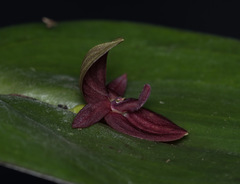 Pleurothallis ascera