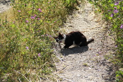 Elaphe quatuorlineata