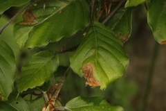 Orchestes fagi