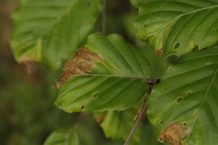 Orchestes fagi
