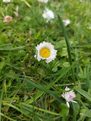 Bellis perennis
