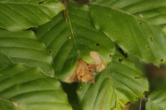 Orchestes fagi