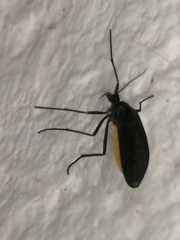 Sciara hemerobioides