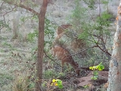 Tragelaphus angasii
