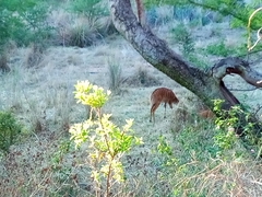 Tragelaphus angasii