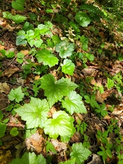 Tiarella austrina