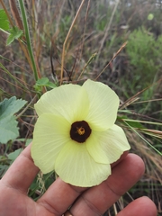 Hibiscus engleri