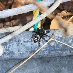 Phidippus audax