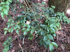 Ilex hayataiana