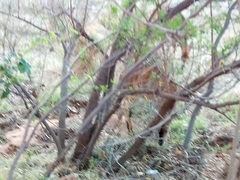 Tragelaphus angasii
