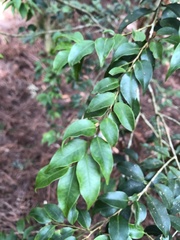 Ilex hayataiana
