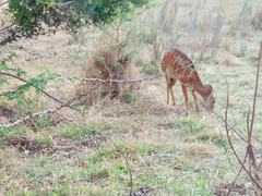 Tragelaphus angasii