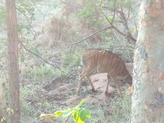Tragelaphus angasii