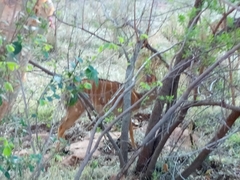 Tragelaphus angasii