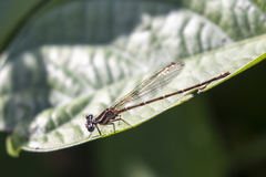 Argia frequentula