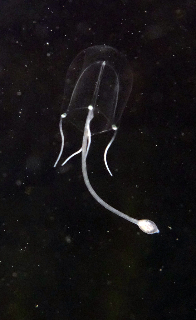 Small Planktonic Medusas