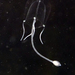 Small Planktonic Medusas - Photo (c) Karolle Wall, some rights reserved (CC BY-NC), uploaded by Karolle Wall