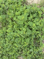 Desmanthus leptolobus