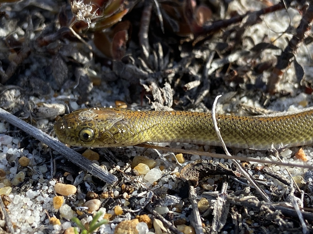 Aurora House Snake from Kenilworth Racecourse, Southern Suburbs, WC, ZA ...