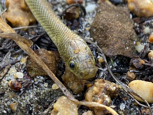 Aurora House Snake