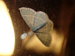 Chlorochlamys appellaria