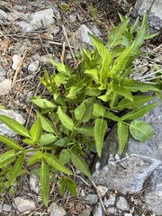 Angelica scabrida
