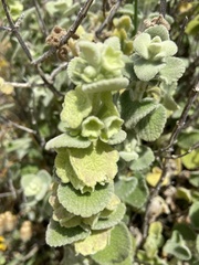 Pseudodictamnus acetabulosus