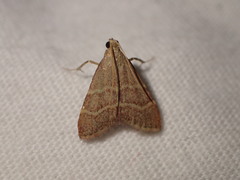 Arta epicoenalis