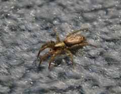 Scotophaeus pretiosus