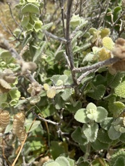 Pseudodictamnus acetabulosus