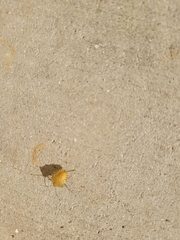 Arvelius albopunctatus