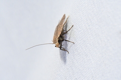 Dichomeris ventrellus