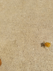 Arvelius albopunctatus