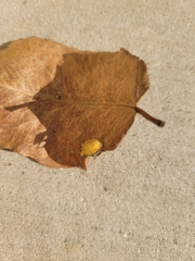 Arvelius albopunctatus