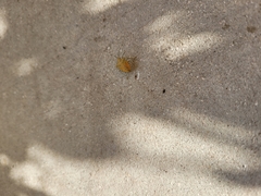 Arvelius albopunctatus