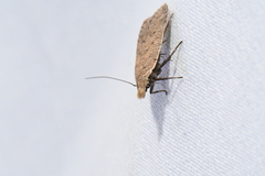 Dichomeris ventrellus